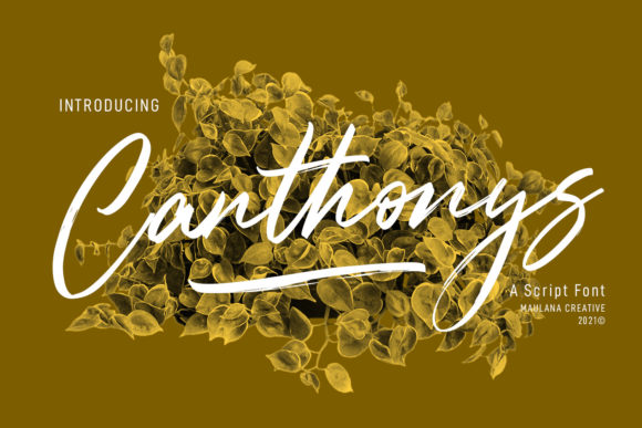 Canthonys: The Perfect Script Font for Your Brand